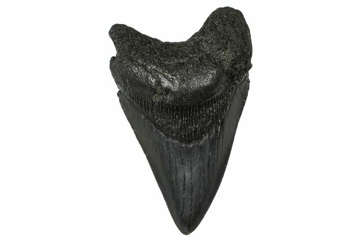 Fossil Megalodon Tooth - South Carolina #374764